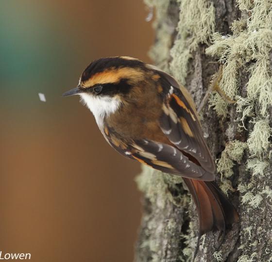 Birding Tierra del Fuego